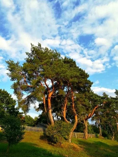 Экологическая тропа «Наедине с природой»
