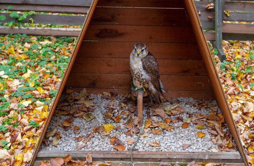 Соколиный двор